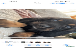 Mixed Breed dogs for sale: Bassett hound x - Image 7