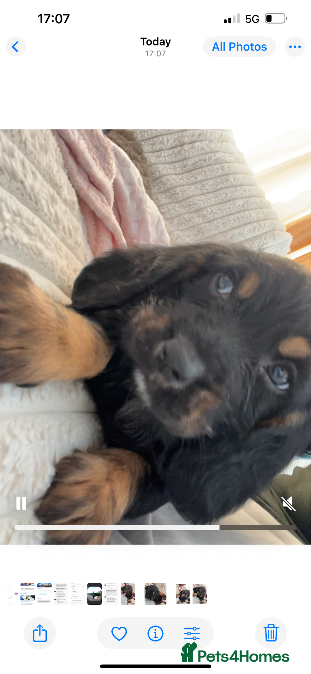 Mixed Breed dogs for sale: Bassett hound x - Image 7