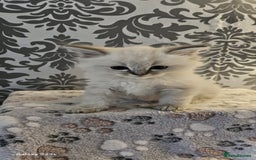 Ragdoll cats for sale: Lilac and blue tica ans Gccf registered ragdolls. - Image 16