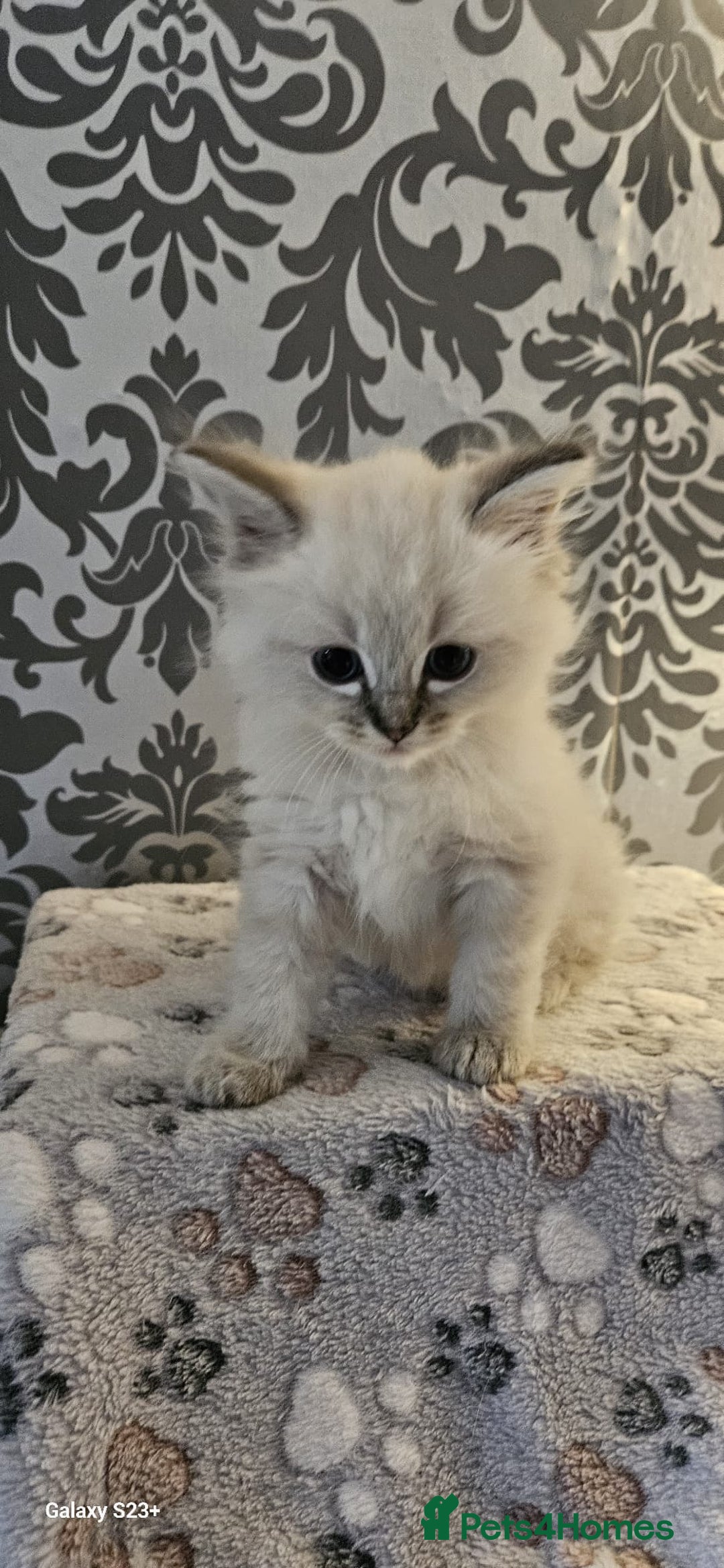 Ragdoll cats for sale: Lilac and blue tica ans Gccf registered ragdolls. - Image 16