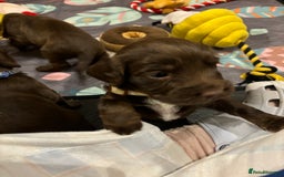 Cocker Spaniel dogs for sale: Beautiful Cocker Spaniel Puppies - Advert 17