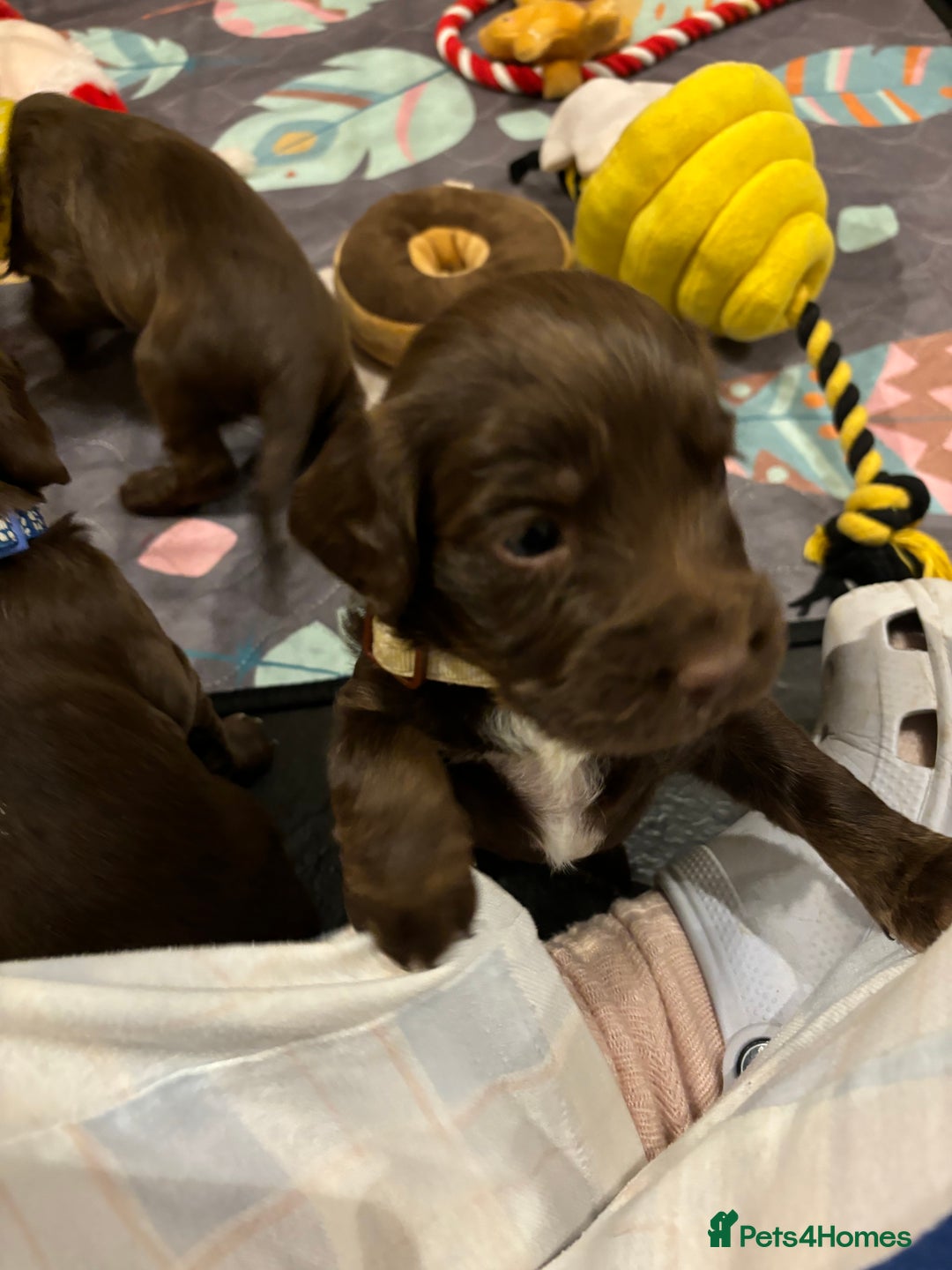 Cocker Spaniel dogs for sale: Beautiful Cocker Spaniel Puppies - Advert 17