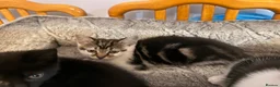 Domestic Shorthair cats for sale: Kittens for sale - Advert 25