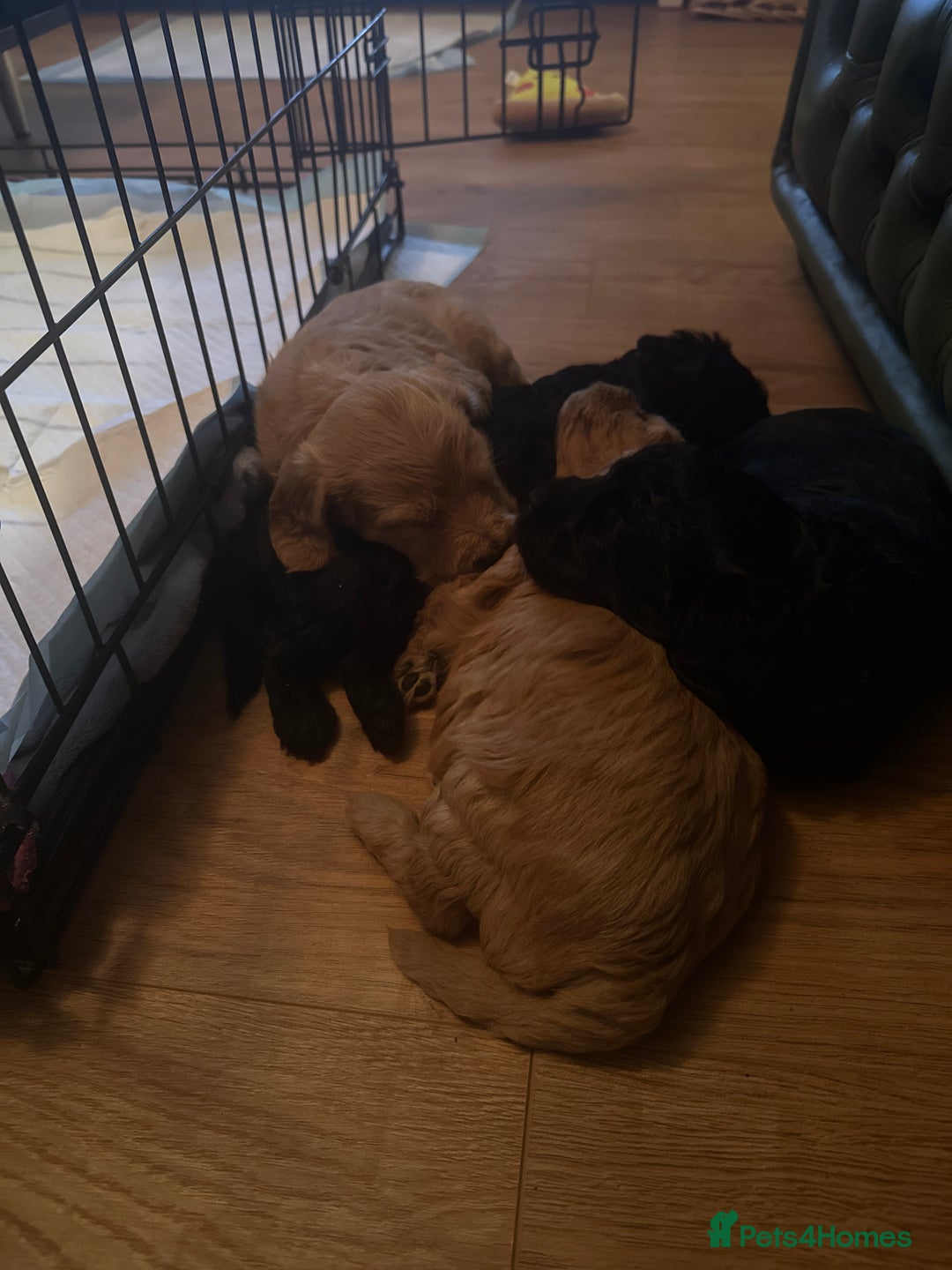 Cockapoo dogs for sale: Cockapoo pups - Advert 7