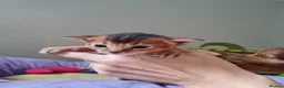 Abyssinian cats for sale: One beautiful Abyssinian boy - Advert 5