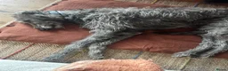 Deerhound dogs for sale: Female Deerhound  in Thurso - Advert 2