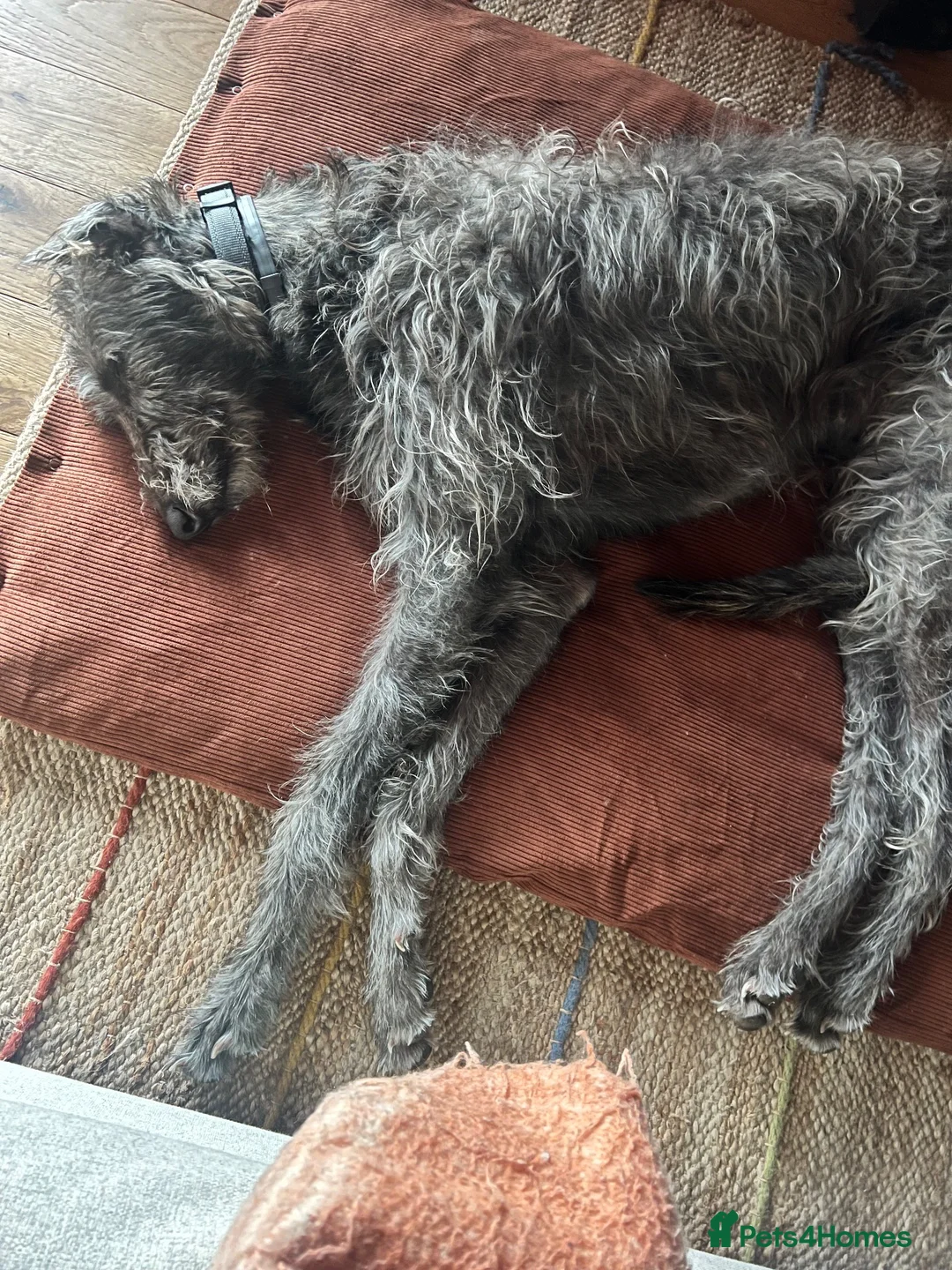 Deerhound dogs for sale: Female Deerhound  in Thurso - Advert 2
