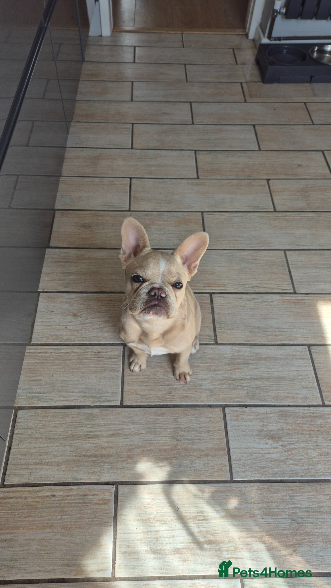 French Bulldog dogs for sale: FRENCH BULLDOG PUPPY - Advert 6