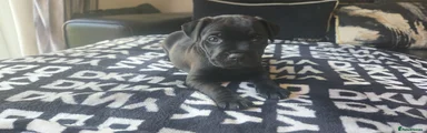 Patterdale Terrier 2 pink