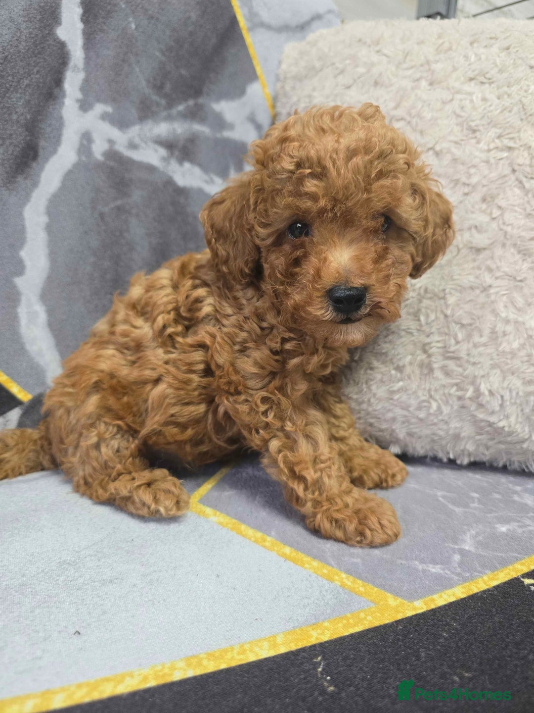 Toy Poodle dogs for sale: 3 Stuninngly cute red toy poodle puppies - Advert 11