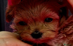 Maltipoo dogs for sale: Tiny Maltipoo Puppies for  sale - Image 4
