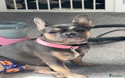 French Bulldog dogs for sale: 1 male and 2 female French Bulldogs for sale - Image 10