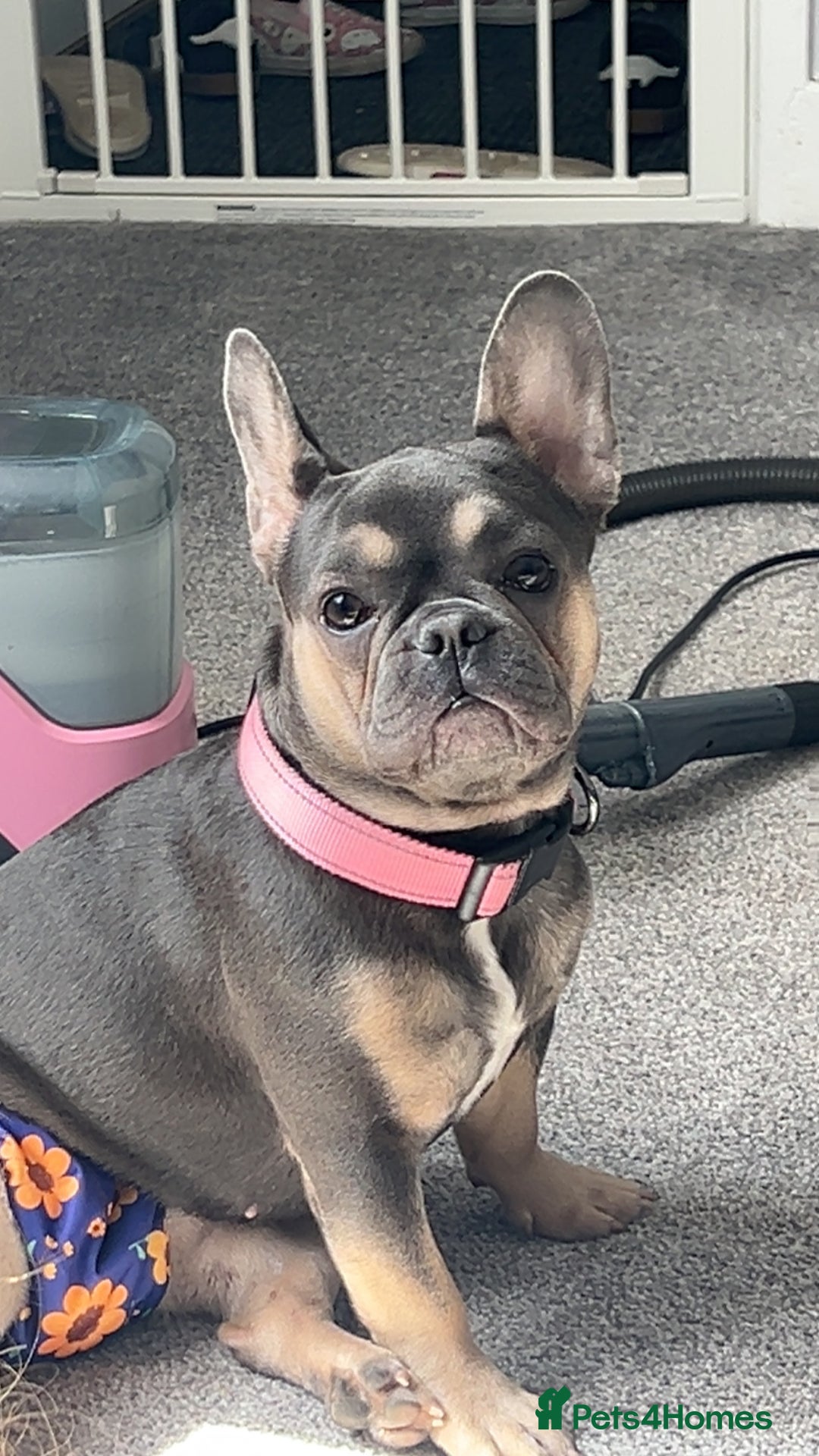 French Bulldog dogs for sale: 1 male and 2 female French Bulldogs for sale - Image 10