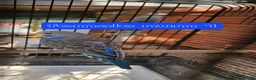 Budgerigars birds for sale: 4x budgie chicks £40 each ready now - Advert 14