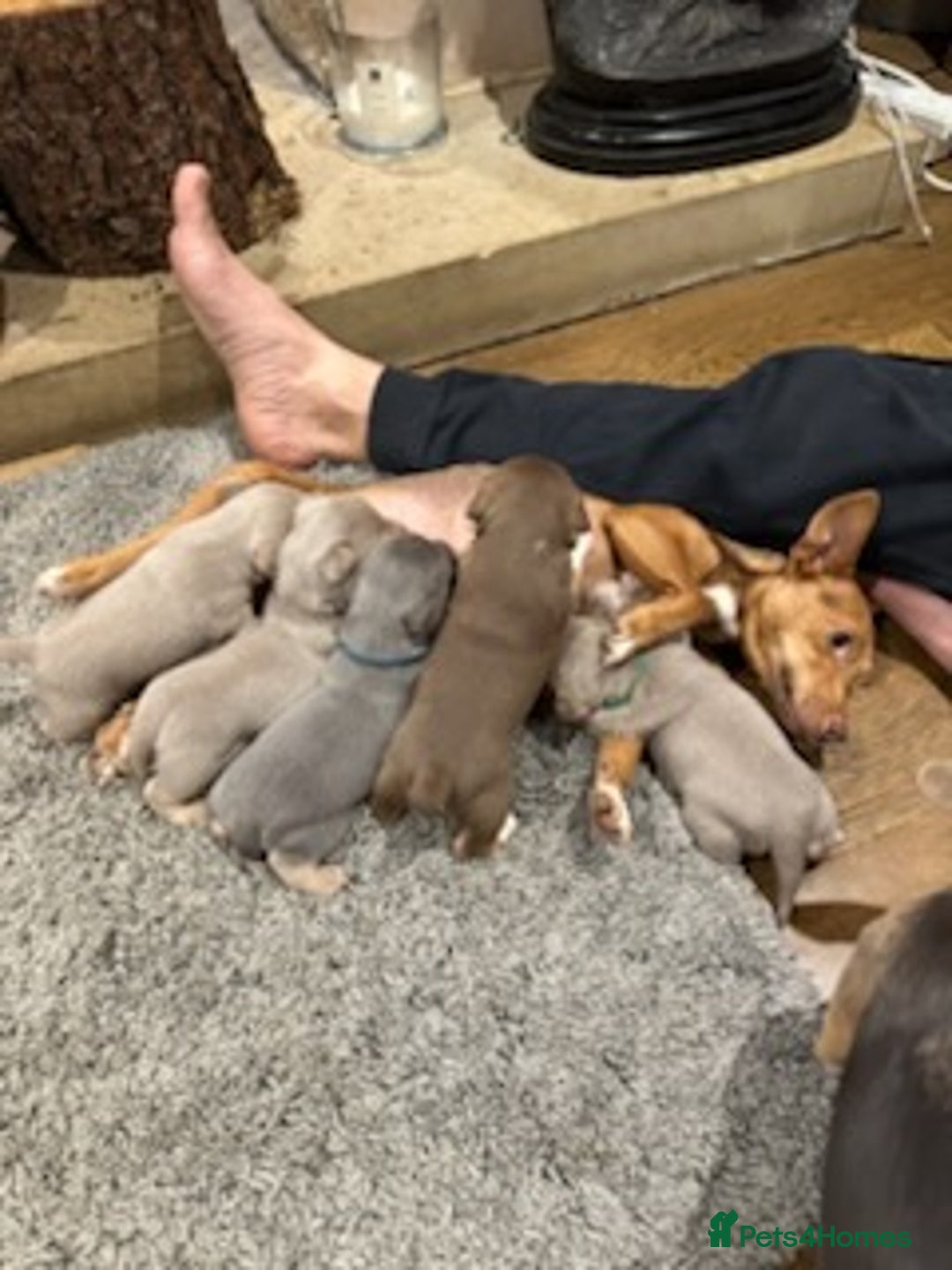 Jack Russell dogs for stud: Blue/lilac JACK russell stud  - Advert 2