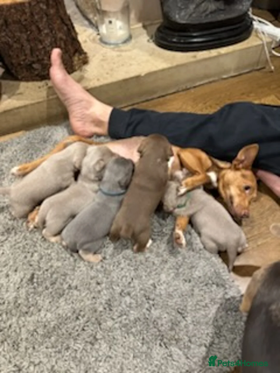 Jack Russell dogs for stud: Blue/lilac JACK russell stud  - Advert 2