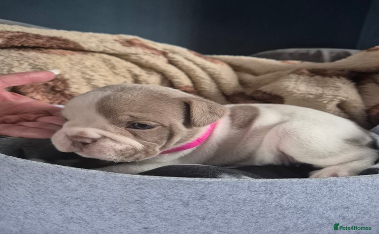 English Bulldog dogs - Advert 2