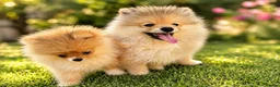 Pomeranian dogs for sale: Super Tiny Boy Orange Sable - Advert 8