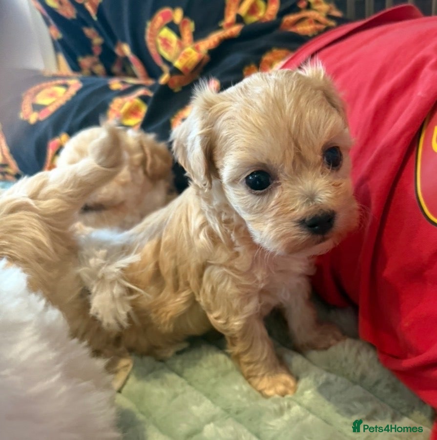 Maltipoo dogs Toy Maltipoo Puppies (TOY MALTESE X TOY POODLE) - Advert 10