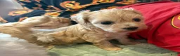 Maltipoo dogs for sale: Toy Maltipoo Puppies (TOY MALTESE X TOY POODLE) - Advert 11
