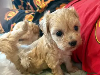 Maltipoo dogs Toy Maltipoo Puppies (TOY MALTESE X TOY POODLE) - Advert 10