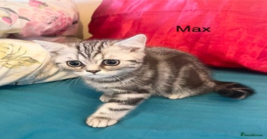 British Shorthair cats - Advert 9