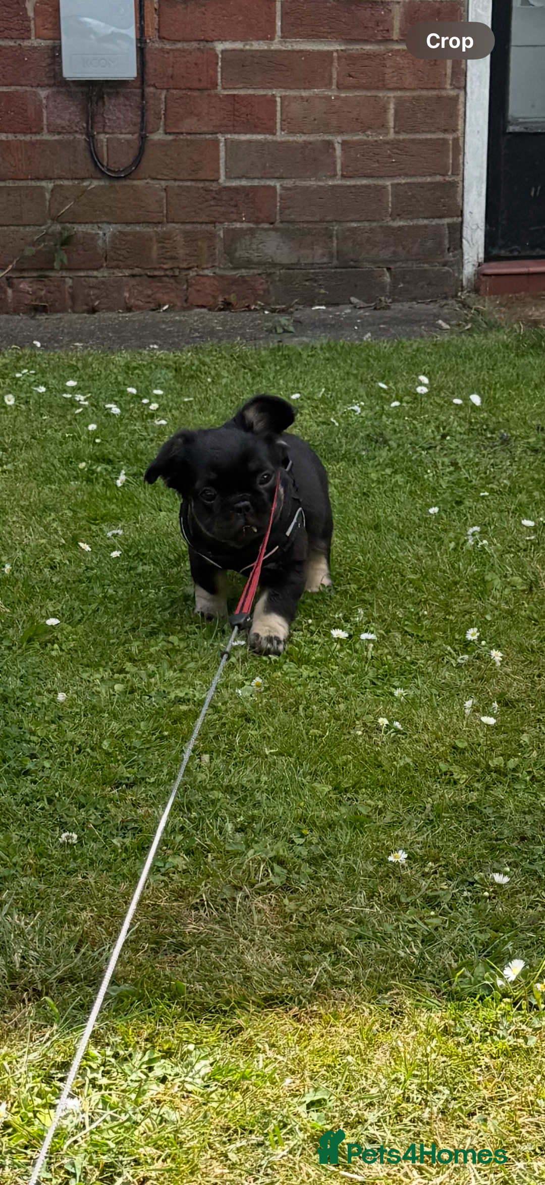 French Bulldog dogs for sale: Fluffy ** frenchies  - Image 19