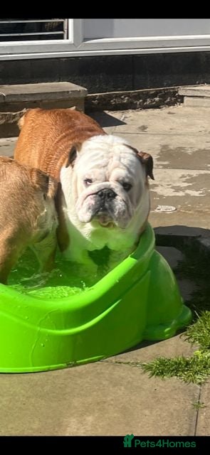 English Bulldog dogs looking for a new home 2years old - Advert 17