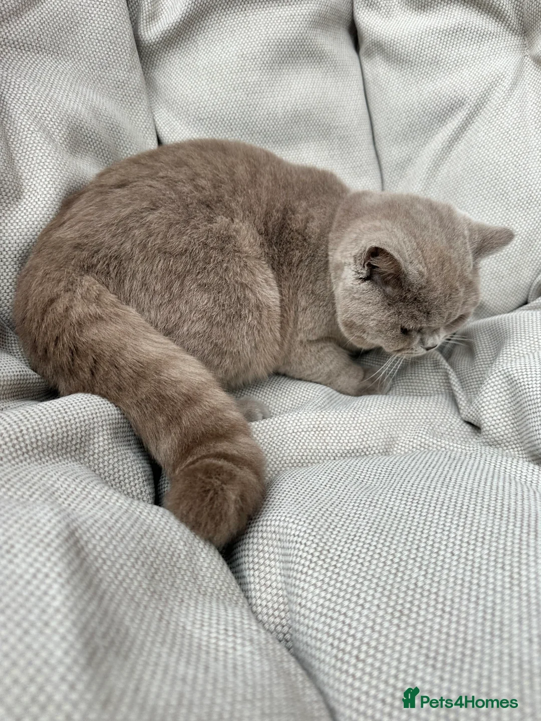 British Shorthair cats for sale: Ready British Shorthair Chunky Kittens - Advert 8