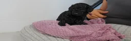Cavapoo dogs for sale: Cute Cavapoo Puppies Looking for Forever Homes - Advert 35