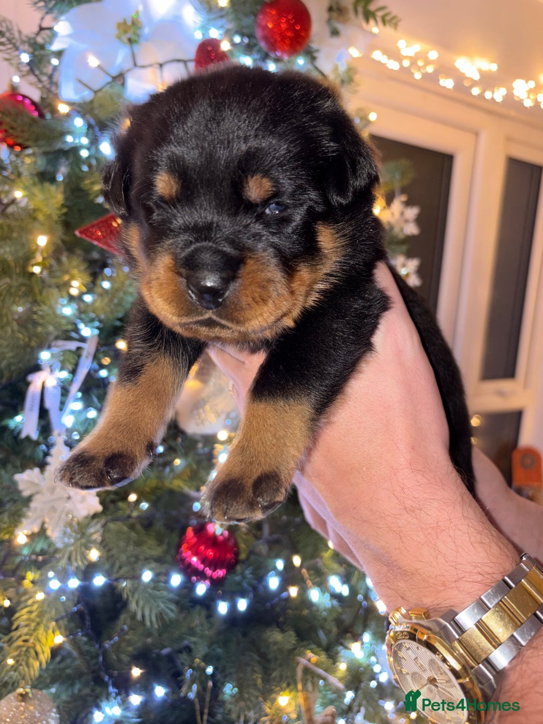 Rottweiler dogs for sale: KC Rottweiler puppies  - Advert 29