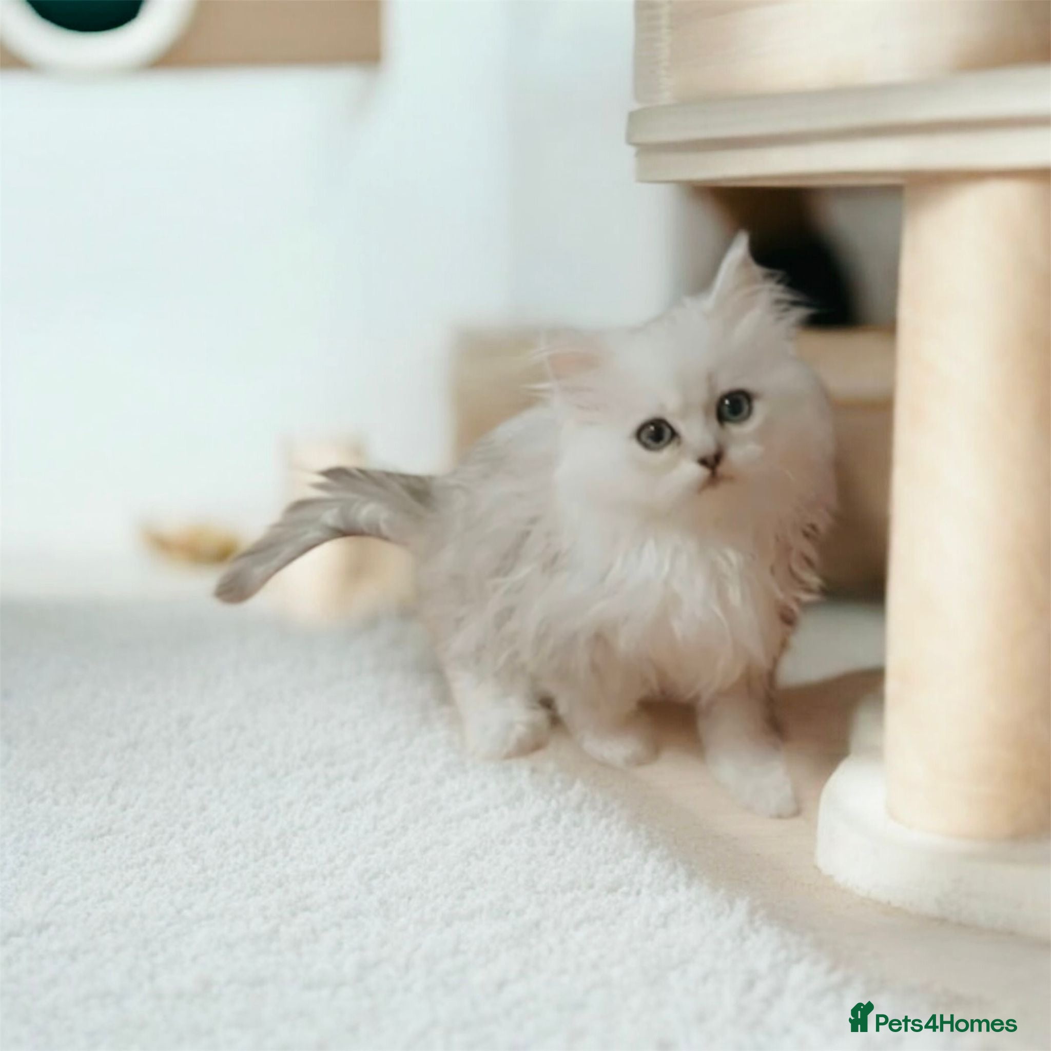 Persian cats Lucky Baby Boy💙 - Advert 17