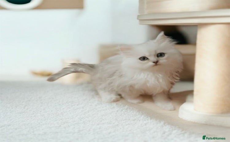 Persian cats - Advert 2