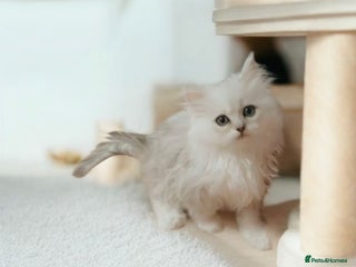Persian cats - Advert 30