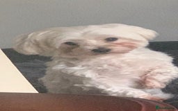 Maltese dogs for sale: Korean KC maltese puppies 🐶 - Image 4
