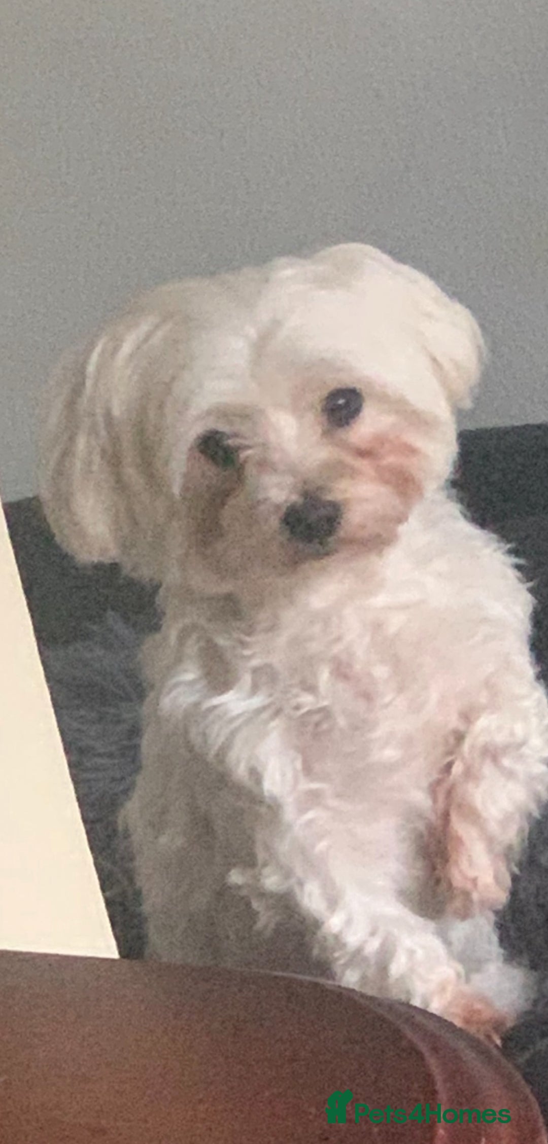 Maltese dogs for sale: Korean KC maltese puppies 🐶 - Image 4