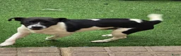 Jack Russell dogs for sale: Meet Bandit 🖤🤍 in Wisbech - Advert 6