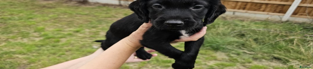 Mixed Breed Puppy 5