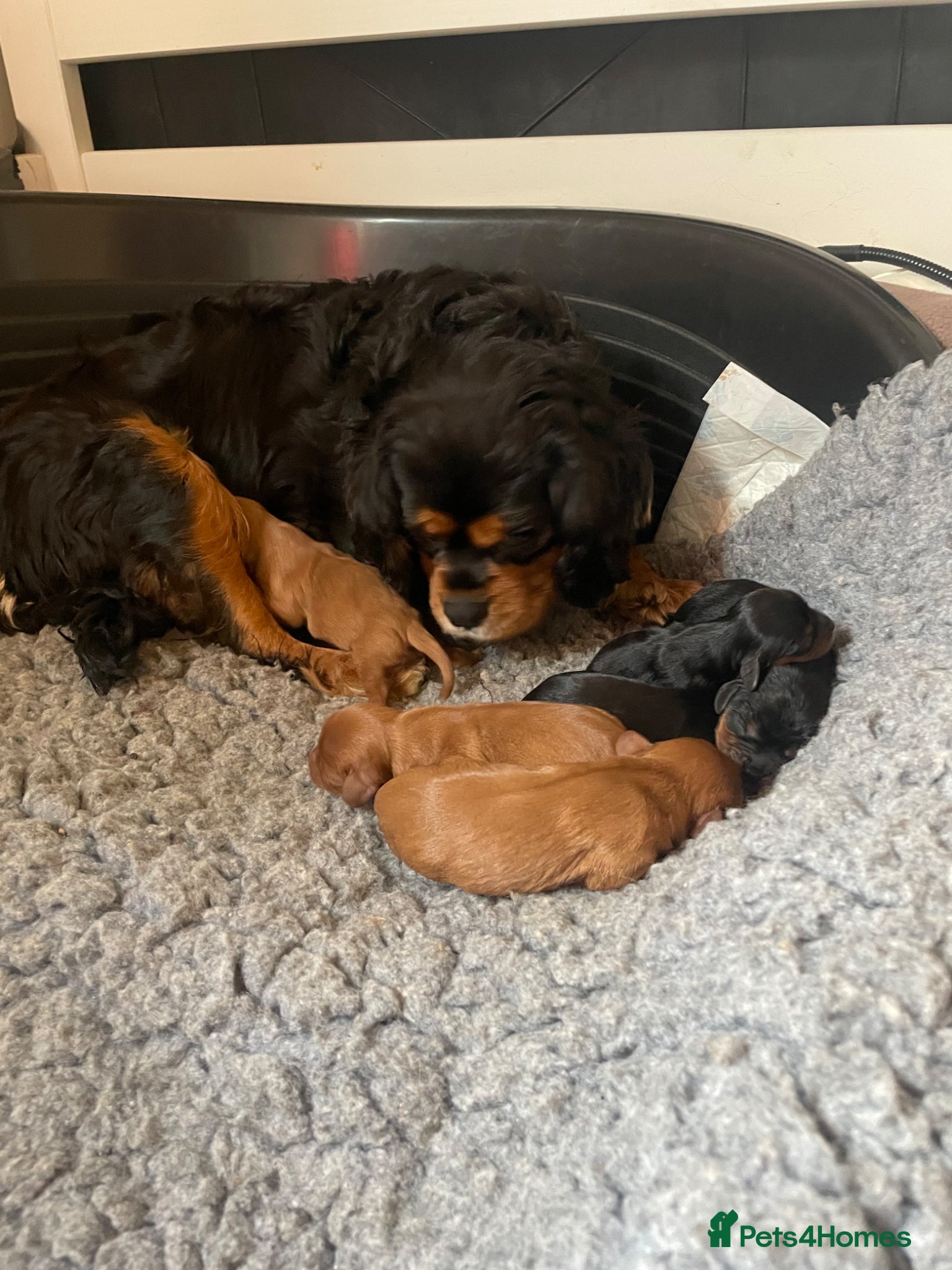 Cavalier King Charles Spaniel dogs for sale: King Charles cavalier babies  - Advert 2