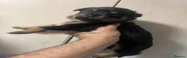 Rottweiler 5