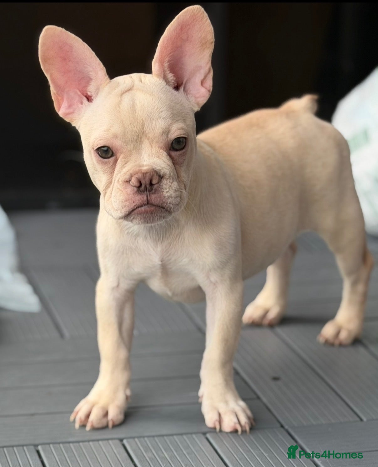 French Bulldog dogs READY NOW! 2 Stunning Frenchie Puppies!!  - Advert 8