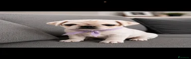 Pug 4