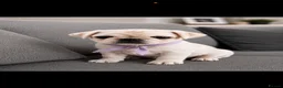 Pug dogs for sale: READY TO GO - WHITE x 3 BLACK x 1 PUG PUPPIES - Advert 25