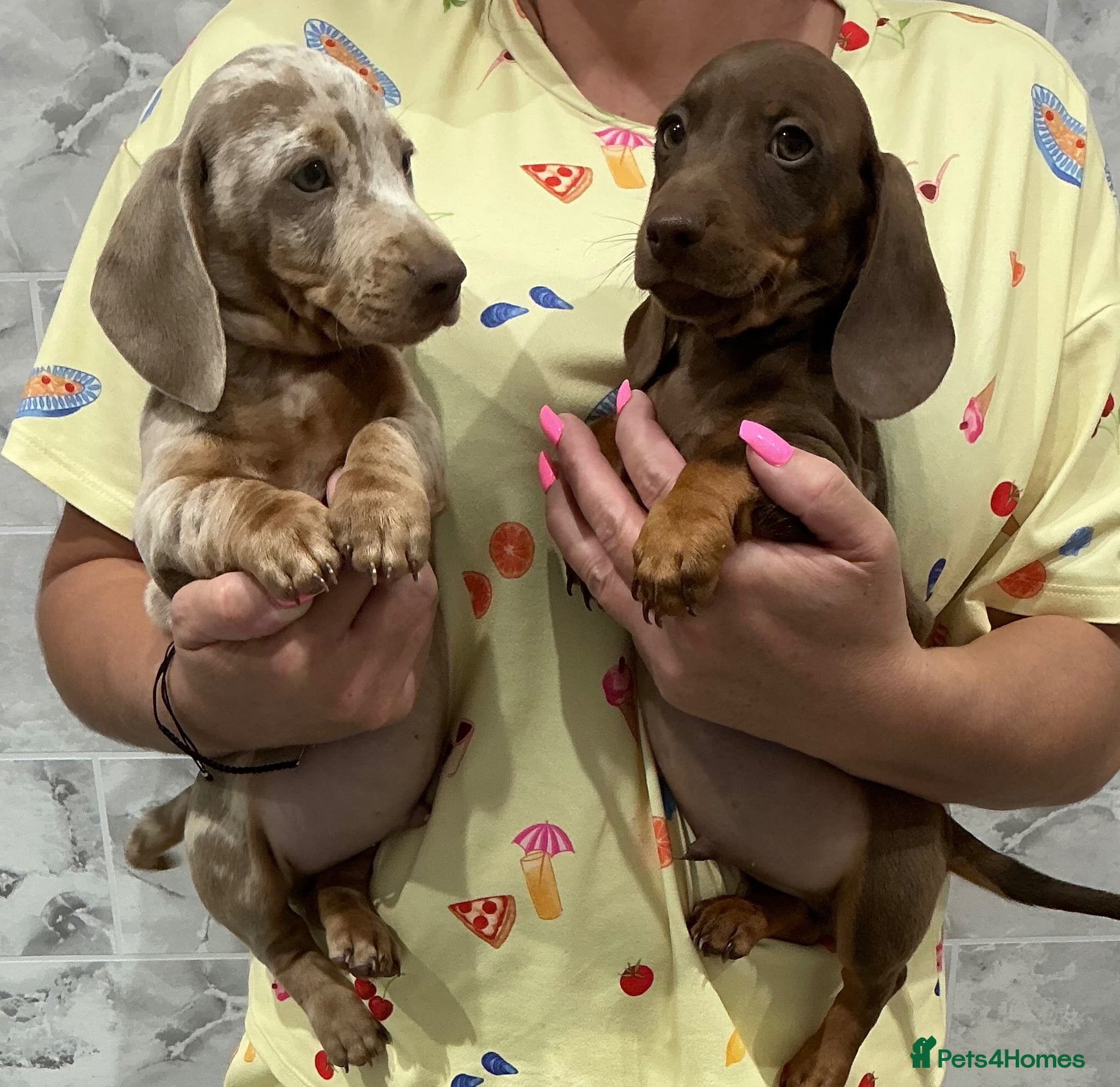 Dachshund dogs Miniature dachshunds - Advert 1