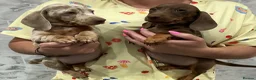Dachshund dogs for sale: Miniature dachshunds in Grays - Advert 1