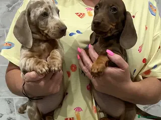 Dachshund dogs Miniature dachshunds - Advert 2