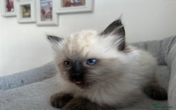 Ragdoll cats for sale: Gorgeous ragdoll kitten - Image 4