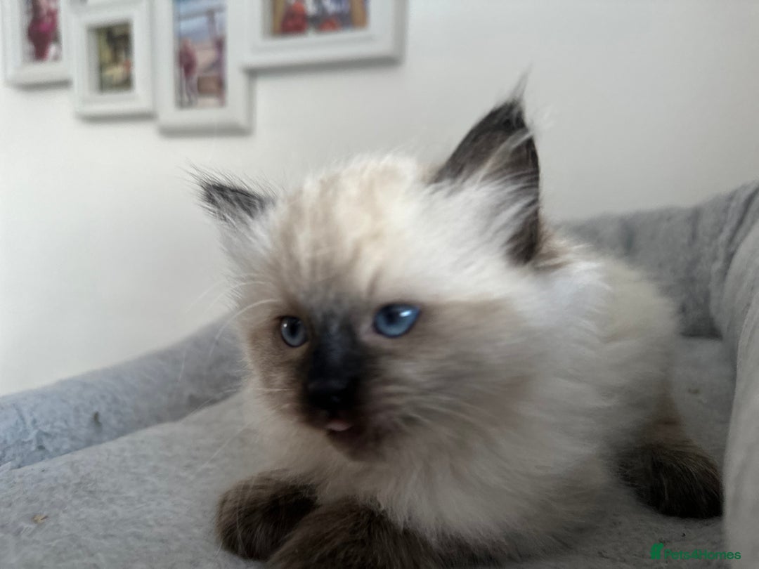 Ragdoll cats for sale: Gorgeous ragdoll kitten - Image 4