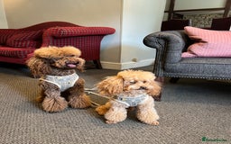 Toy Poodle dogs for sale: Toy poodles (5 girls and 2 boys) - Image 2