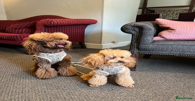 Toy Poodle dogs - Advert 2